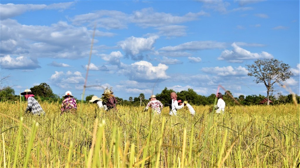 scène dans les champs